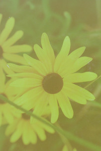 scan0017.tif